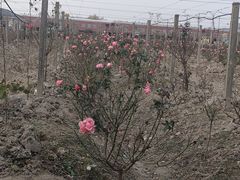 -菊园百果园