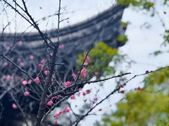 -八大山人梅湖景区