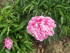 -长春公园(普阳街道)