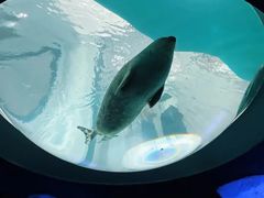 -大阪海游馆