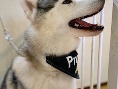 -Husky Go! 哈士奇体验馆·宠物咖啡厅狗咖