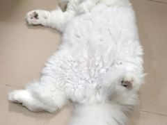 -小猫来了·猫舍(红山六九七九店)