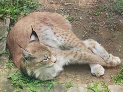 -青藏高原野生动物园
