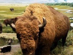 -陕西自然博物馆