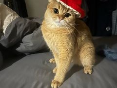 -瑞派动物医院·猫专科·至诚(江南中分院)