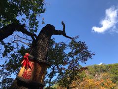 -天女山森林公园