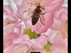 -西湖外事游船(花港观鱼码头)