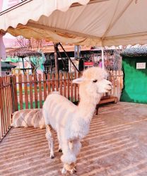 -萌宠亲子动物乐园(槐房万达店)