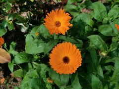 -合肥滨湖国家森林公园