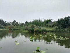 -白鹭湾湿地公园