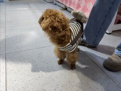 -FAELING PETS美天灵宠物(富力广场店)