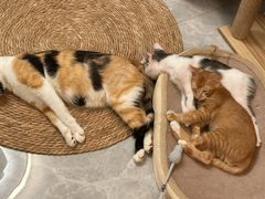 -瑞派康怡24h宠物医院·犬猫医疗中心·微创绝育(瑞景分院)