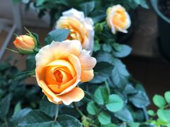 -派悦坊·甜品·蛋糕(日坛店)