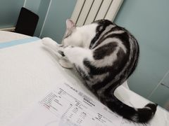 -纳吉亚猫专科动物医院·北北分院