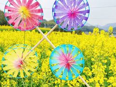 -桑洲油菜花景区