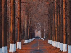 -黄海国家森林公园