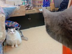 -傲雄·叮叮宠物(新华路店)