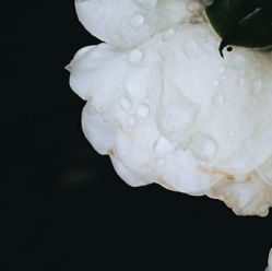 -凡碧诗毛孔收细