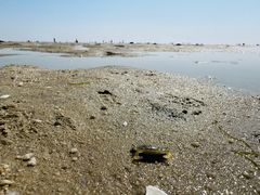 -红树林天天赶海