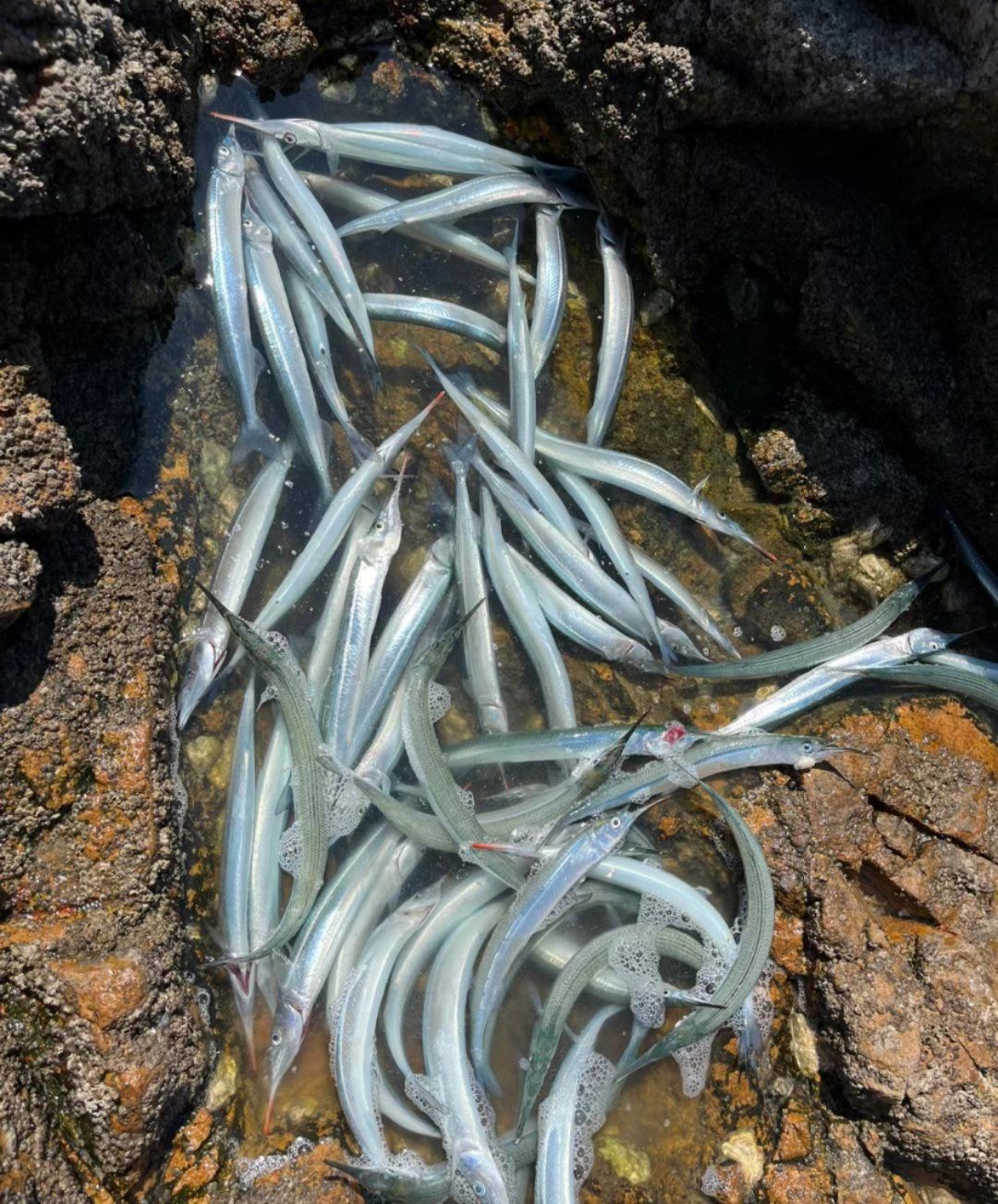 为什么湖里有这么多剑鱼96?