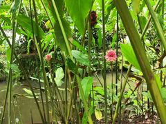 -中国科学院西双版纳热带植物园
