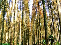 调色后。。。-上海怡沁园度假酒店