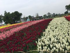 -保利石象湖景区