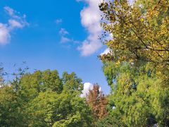 -上海共青森林公园