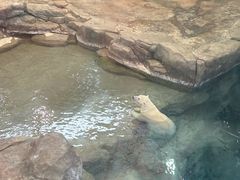 -西安曲江海洋极地公园