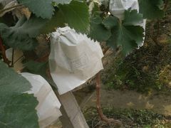 -马陆小张葡萄园农家乐