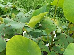 -黑龙江省森林植物园