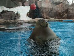 -海合安成都极地海洋公园