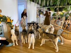 -Husky Go! 哈士奇体验馆·宠物咖啡厅狗咖