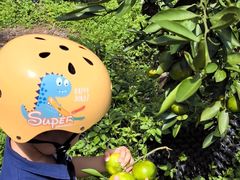 -前小桔亲子创意农场·草莓采摘·露营烧烤