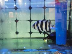 -日照大牌檔•小船海鲜(万平口店)
