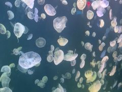 -太平洋海底世界