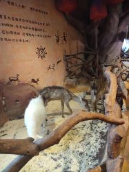 点击看大图 -奇幻萌宠部落(映月湖环宇城店)