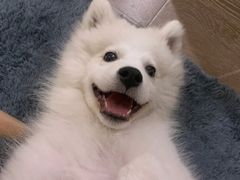 -腾格勒烤羊腿