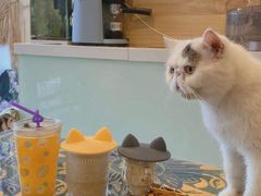 -平行世界·猫咖(首经贸店)