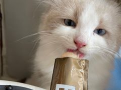 -创凡宠物医院·骨专科  猫科中心(西乡分院)