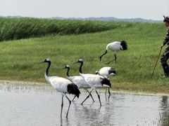 -盐城丹顶鹤湿地生态旅游区