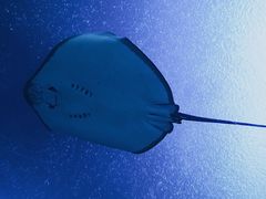 -珠海长隆海洋王国