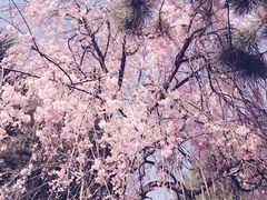 -西安青龙寺遗址景区