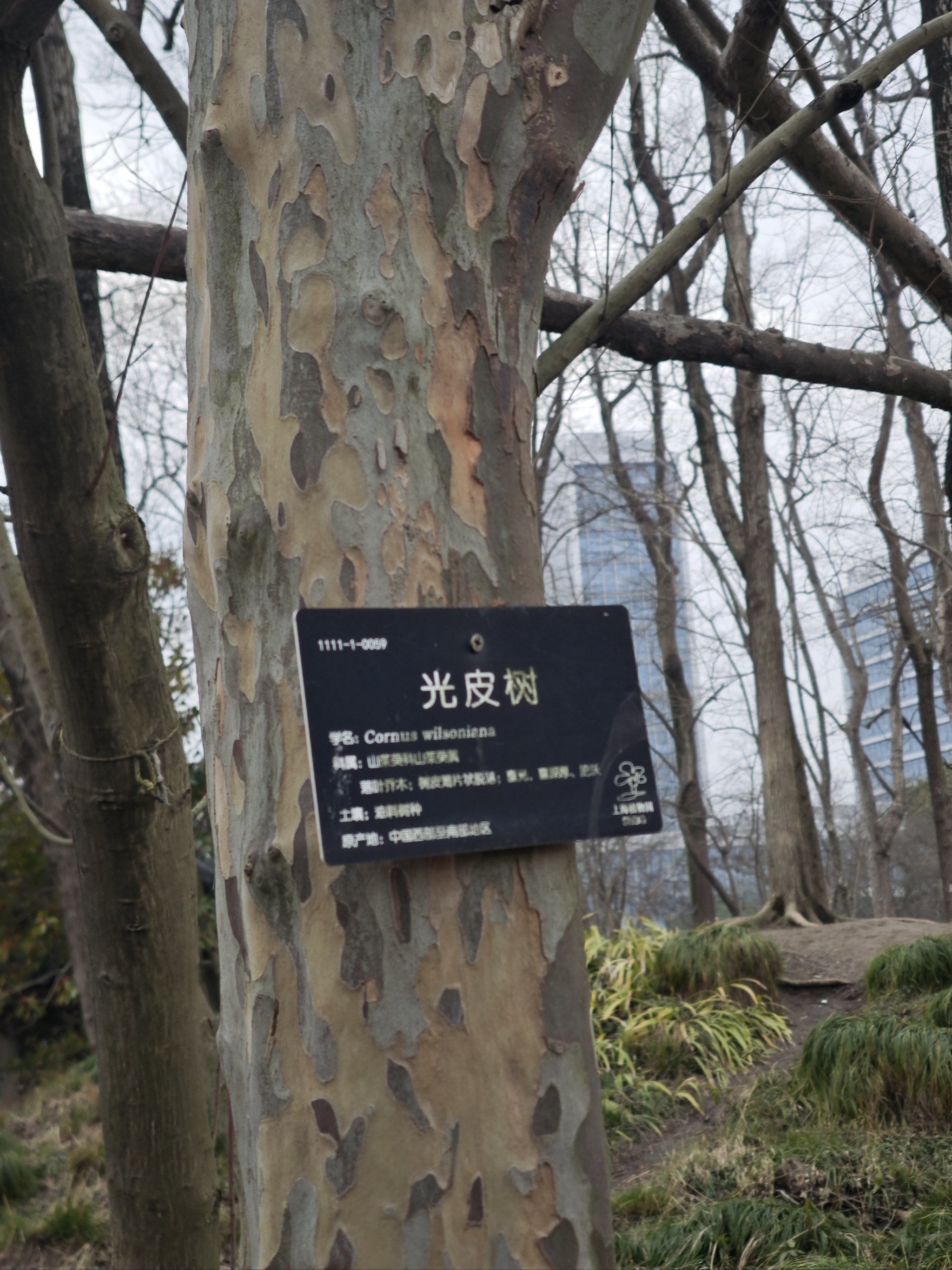 这树太逗了哈哈哈哈