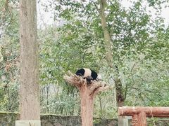 -都江堰中华大熊猫苑