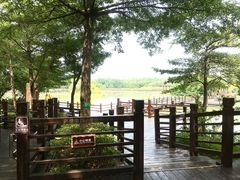 -大湾区中央湿地公园