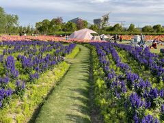 -春花秋色城市公园