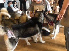 -Husky Go! 哈士奇体验馆·宠物咖啡厅狗咖