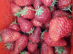 -上海多利农业发展有限公司