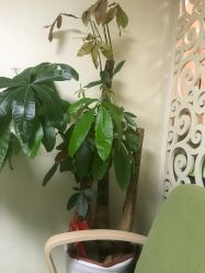 -净妍美肌专业净毛嫩肤连锁机构